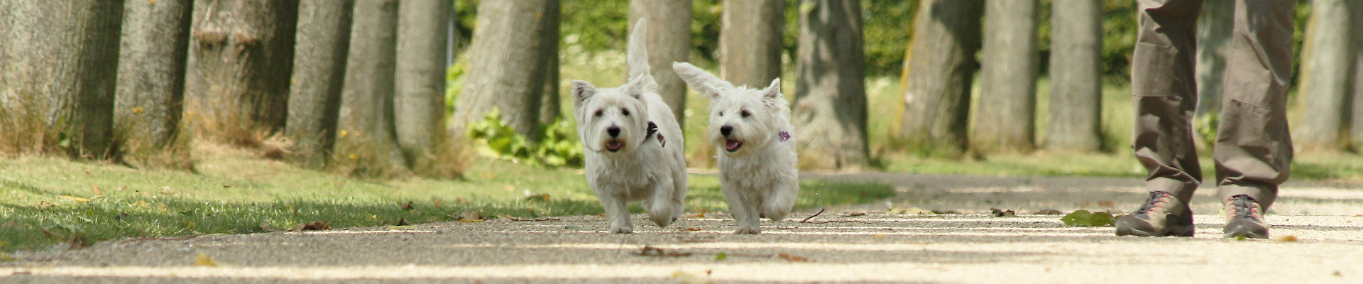 westie-stuebchen-spaziergang westie-stuebchen-spaziergang