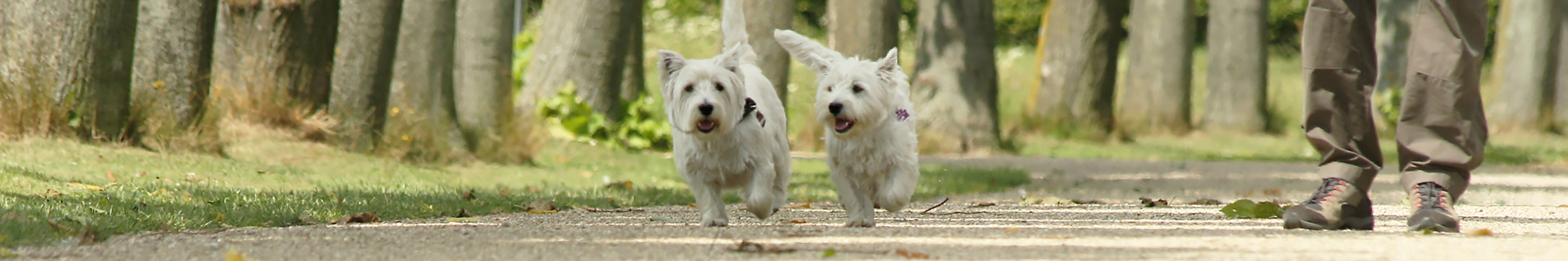 westie-stuebchen-hundepflege